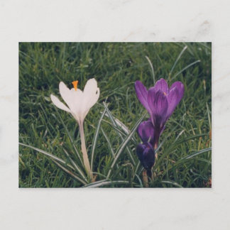 Cartão Postal Flores de primavera