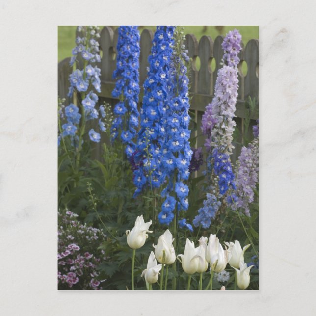Cartão Postal Flores de primavera ao longo de um caminho de jard (Frente)