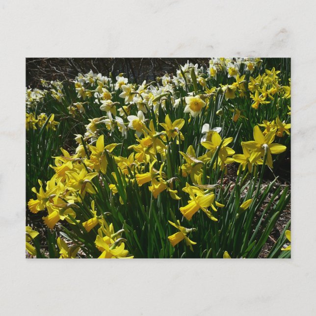 Cartão Postal Flores de primavera de Daffodils Amarelos e Branco (Frente)