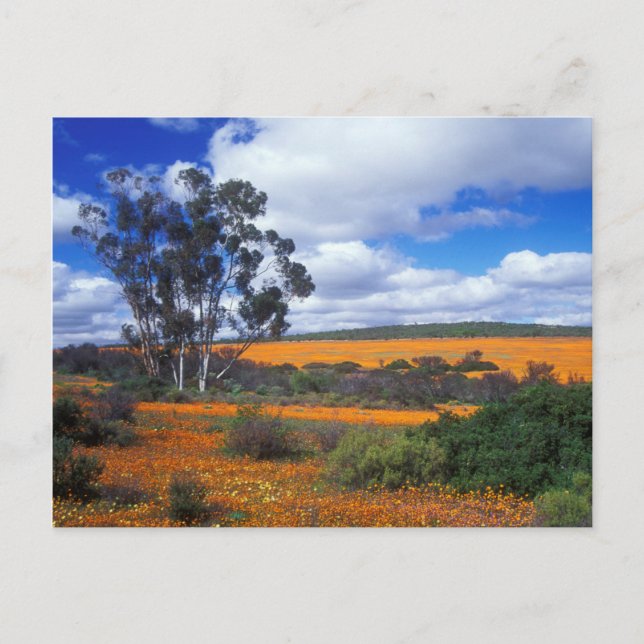 Cartão Postal Flores de primavera em Namaqualand, África do Sul (Frente)