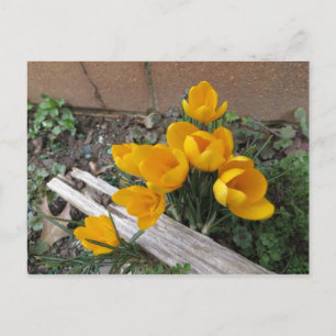 Cartão Postal Flores de primavera Precoce