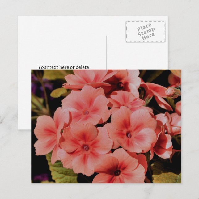 Cartão Postal Flores de Primrose de Pêssego Personalizadas (Frente/Verso)