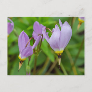Cartão Postal Flores de Púrpura Crocus Nudiflorus