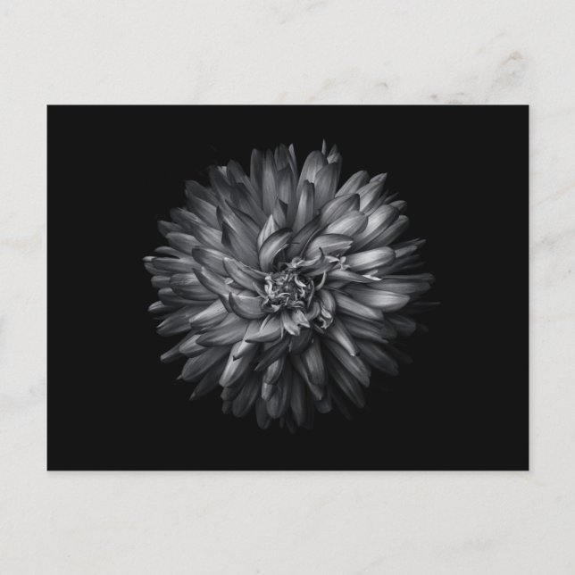 Cartão Postal Flores De Quintal A Preto E Branco 20 (Frente)