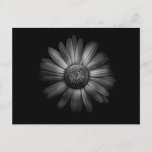 Cartão Postal Flores De Quintal A Preto E Branco N.O 31