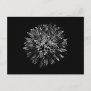 Cartão Postal Flores De Quintal A Preto E Branco N.O 53