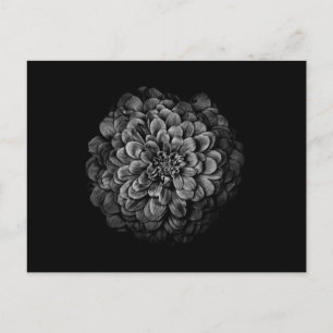 Cartão Postal Flores De Quintal A Preto E Branco N.O 54