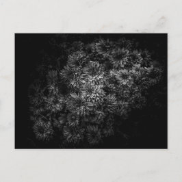 Cartão Postal Flores De Quintal A Preto E Branco No 29
