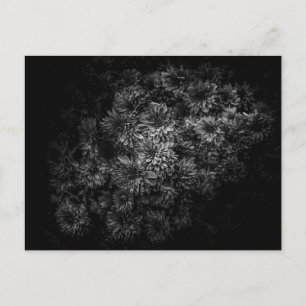Cartão Postal Flores De Quintal A Preto E Branco No 29