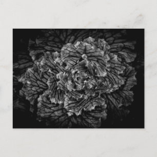 Cartão Postal Flores De Quintal A Preto E Branco No 42