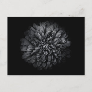 Cartão Postal Flores De Quintal A Preto E Branco No 68