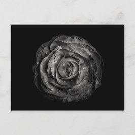 Cartão Postal Flores De Quintal A Preto E Branco No 72