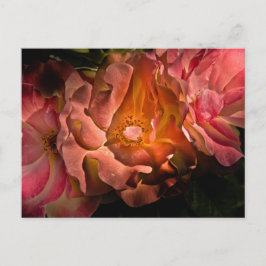 Cartão Postal Flores De Quintal Sem Versão De 40 Cores