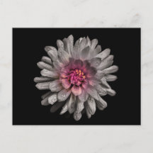 Flores De Quintal Sem Versão De Cor 91