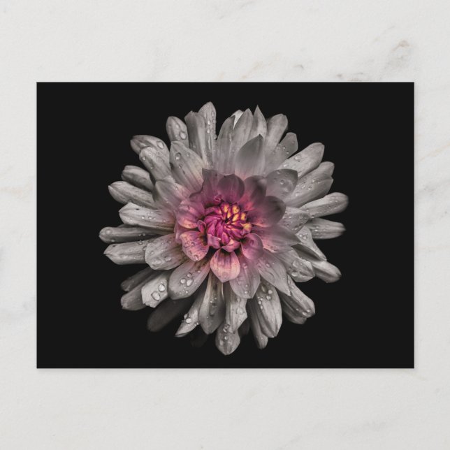 Cartão Postal Flores De Quintal Sem Versão De Cor 91 (Frente)