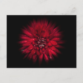 Cartão Postal Flores De Quintal Sem Versão De Fluxo De Cores 45