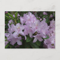 Flores de Rododendro Lilás Postcard DIY