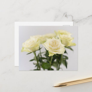Cartão Postal Flores de Rosa Branca Elegante Fotografia em Cinza