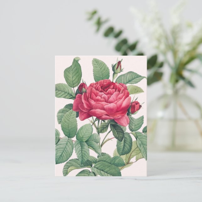 Cartão Postal Flores de rosa vermelha com Folhas Verdes (Em pé/Frente)