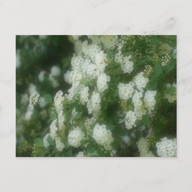 Cartão Postal Flores de Rosas Brancos Selvagens (Frente)