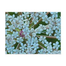 Flores de Salsa Silvestre