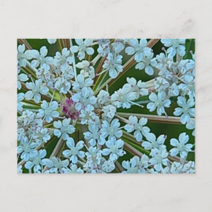 Cartão Postal Flores de Salsa Silvestre