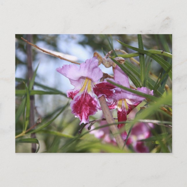Cartão Postal Flores de Sedona (Frente)