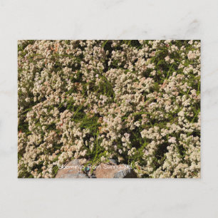 Cartão Postal Flores de Sunnyvale: California Buckwheat