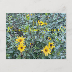 Cartão Postal Flores de Sunnyvale: Encelia californica