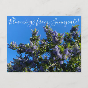 Cartão Postal Flores de Sunnyvale: Ray Hartman Ceanothus