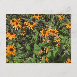 Cartão Postal Flores de Susana de Olhos Pretos Laranja Brilhante