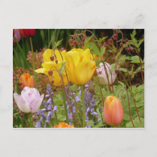 Cartão Postal Flores de Ternura
