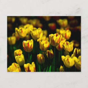 Cartão Postal Flores de tulipa amarelas