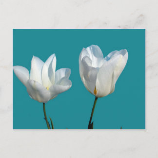 Cartão Postal flores de tulipa branca em fundo azul aqua
