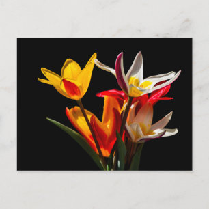 Cartão Postal Flores de tulipa contra fundo preto