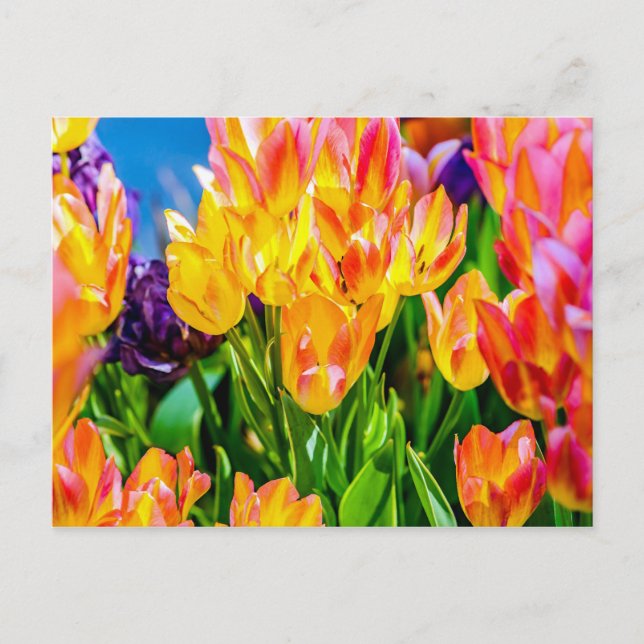 Cartão Postal Flores de Tulipa - Florescem (Frente)