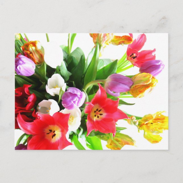 Cartão Postal Flores de Tulipa Românticas (Frente)