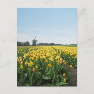 Cartão Postal Flores de Tulipas Amarelas Campo e Windmill Hollan