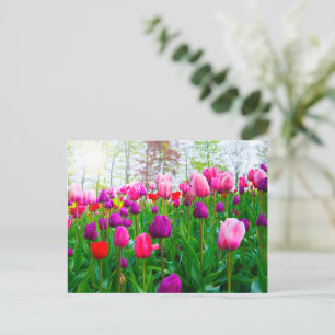 Cartão Postal Flores de Tulipas Bloqueantes no Primavera