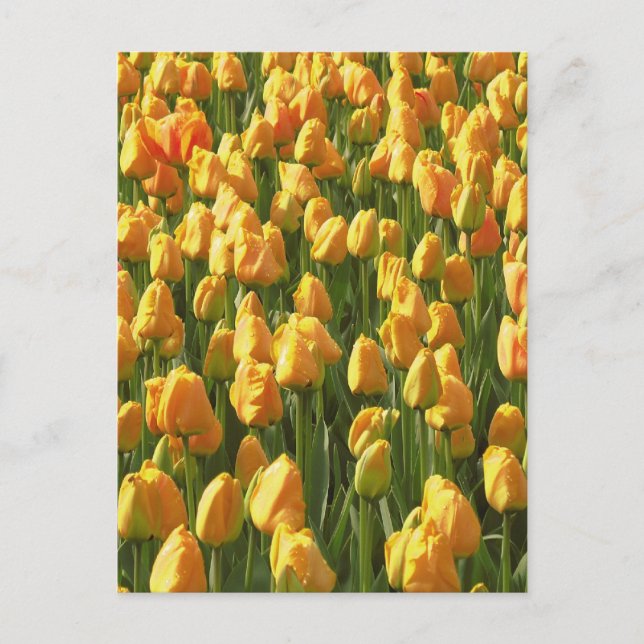 Cartão Postal Flores de Tulipas Laranja (Frente)