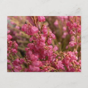 Cartão Postal flores de urze vermelha
