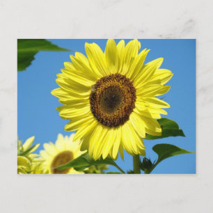 Cartão Postal Flores de Verão de PLACA POSTADA SUNFLOWER