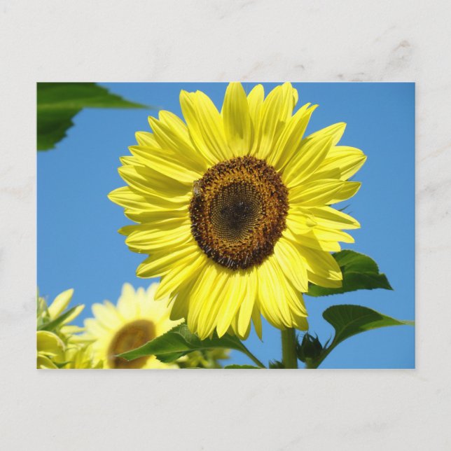 Cartão Postal Flores de Verão de PLACA POSTADA SUNFLOWER (Frente)