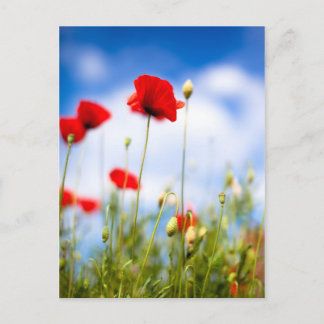 Cartão Postal Flores de vermelhos