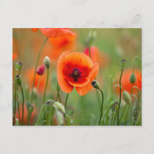 Cartão Postal Flores de vermelhos