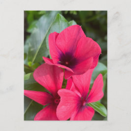 Cartão Postal Flores de Vinca Vermelho Brilhante de Perto