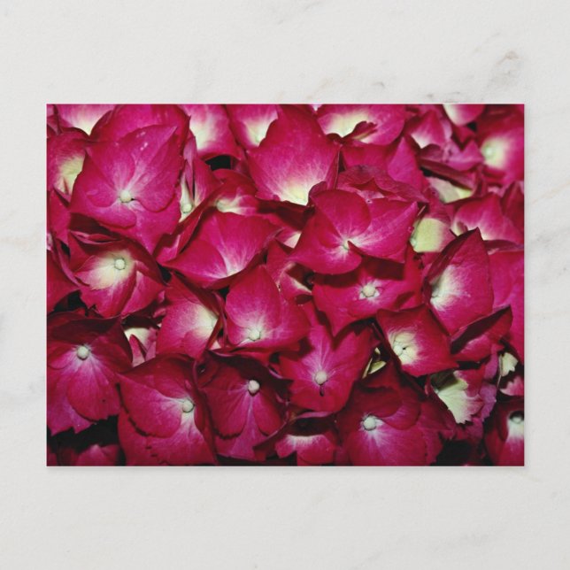 Cartão Postal Flores delfinas (Frente)