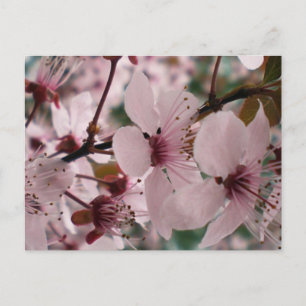 Cartão Postal Flores ditosas