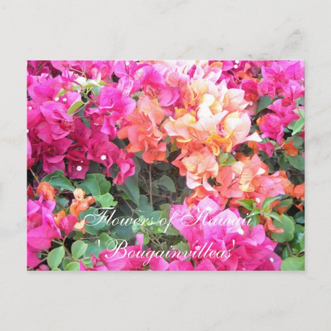 Cartão Postal Flores do Havaí (Frente)