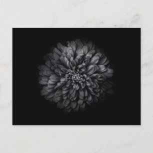 Cartão Postal Flores do Jardim em Preto e Branco Nº 68
